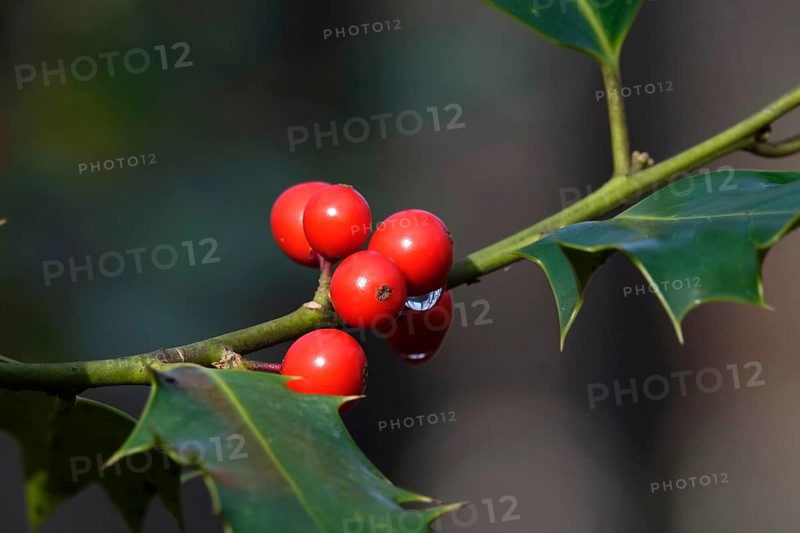 Holly (Ilex aquifolium), February, Germany, Europe