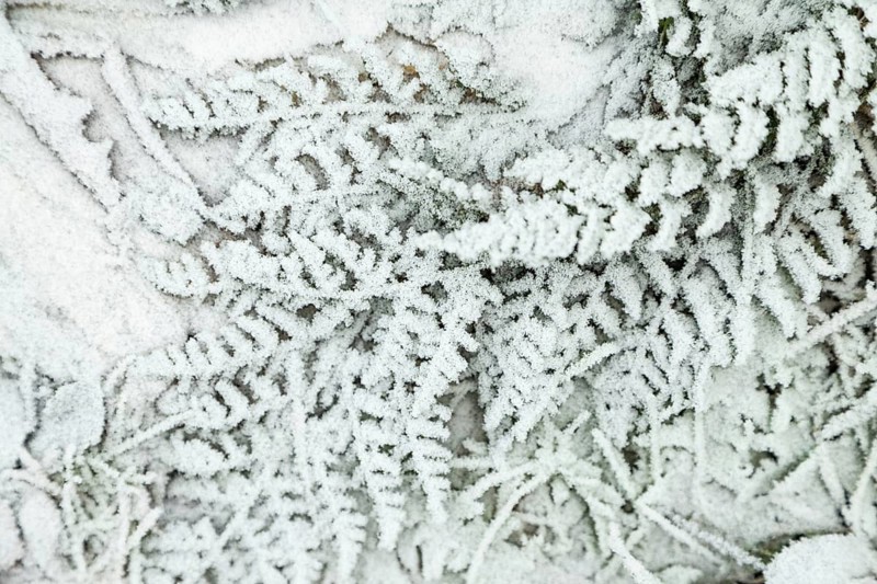 Fern leaves and grass covered with hoarfrost. Abstract floral background, garden and winter concept. Frost texture, close up, flat lay, top view