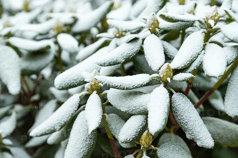 Azalea tree branch covered with hoarfrost. Abstract floral background, garden and winter concept. Frost texture, close up, side view