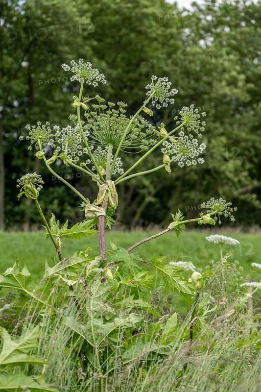 Giant hogweed plant, the plant parts, especially the sap, are poisonous, the sap triggers a phototoxic reaction when exposed to sunlight, Mülheim an der Ruhr, North Rhine-Westphalia, Germany, Europe