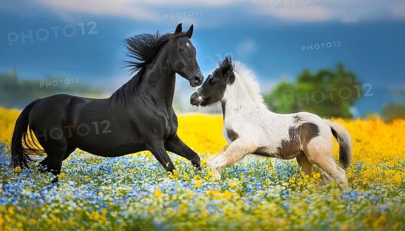 A black mare and a foal, studio, AI generated