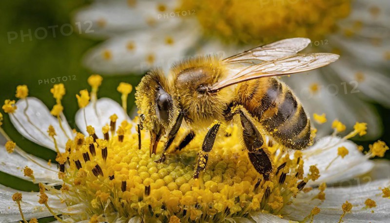 Animals, Symbol, Bee, Honey bee with pollen on its body, Apis mellifera, AI-generated, AI generated