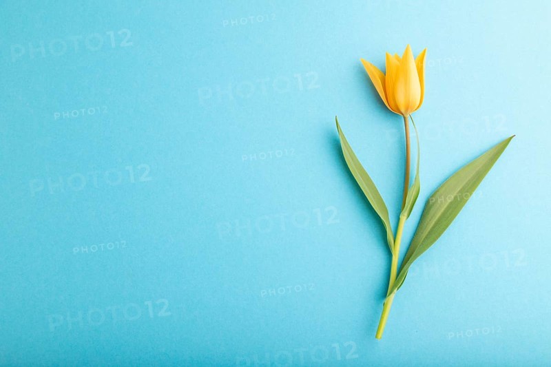 Orange tulip flower on blue pastel background. top view, flat lay, copy space, still life. Beauty, spring, summer concept