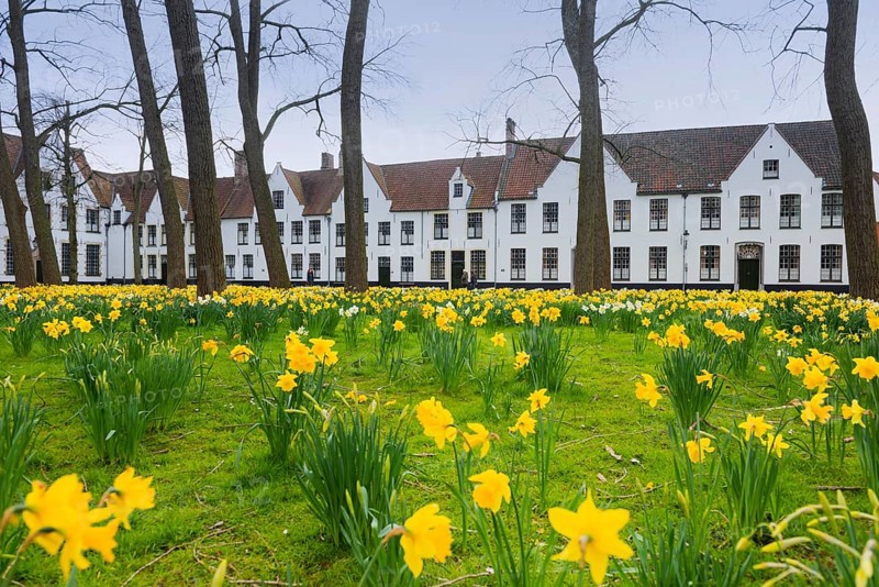 The Beguinage, Benelux, city, city trip, garden, flowers, yellow, religious, religion, West Flanders, Flanders, Middle Ages, UNESCO, textile industry, row of houses, Easter flowers, tourism, travel, history, culture, idyllic, monastery, nuns, woman, cloister, Christianity, Bruges, Belgium, Europe