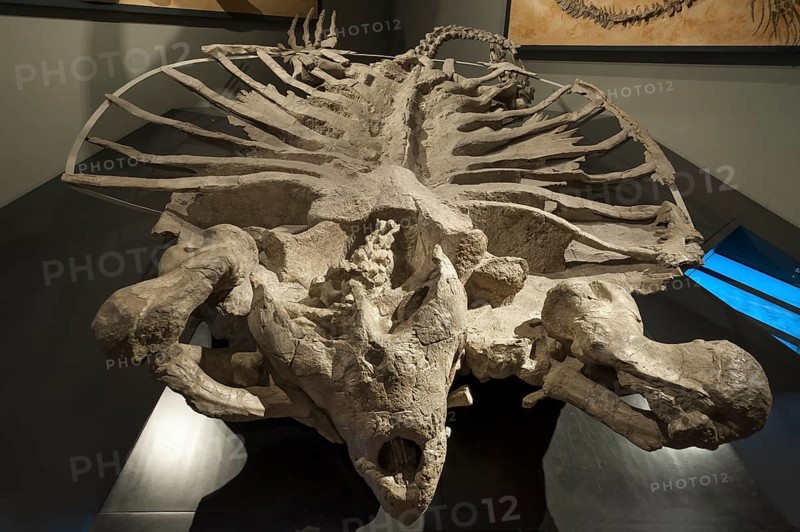 Skeleton of the largest turtle in the world, genus of sea turtle relatives (Archelon ischyros), extinct, Natural History Museum, opened 1889, Vienna, Austria, Europe