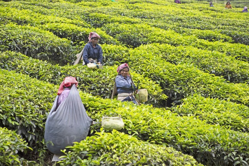Indian tea pickers on a tea plantation, Thekkady, Kerala, India, Asia