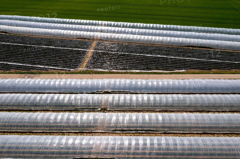 Open field strawberry cultivation in a foil greenhouse, young strawberry plants growing, near Dormagen, Rhineland, North Rhine-Westphalia, Germany, Europe