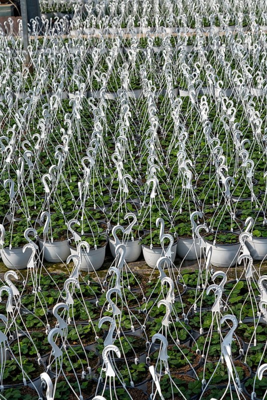Gardening, plant cultivation, ornamental plants grow in flower pots, outdoors
