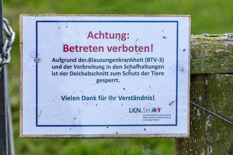 Warning sign, Do not enter dyke due to bluetongue disease, Strucklahnungshörn, Nordstrand, Nordfriesland, Schleswig-Holstein, Germany, Europe