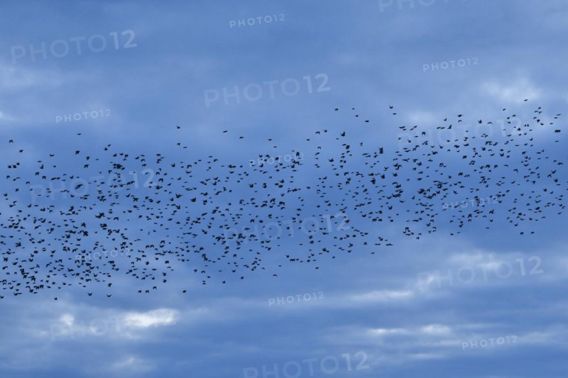Flock of starlings in flight at dusk