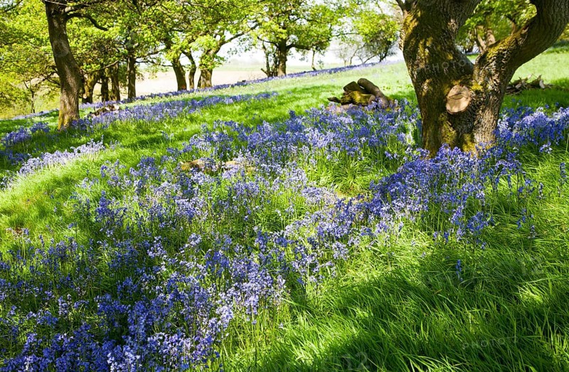 Bluebells, Hyacinthoides non-scripta, flowering in deciduous woodland on Martinsell Hill, Pewsey, Wiltshire England