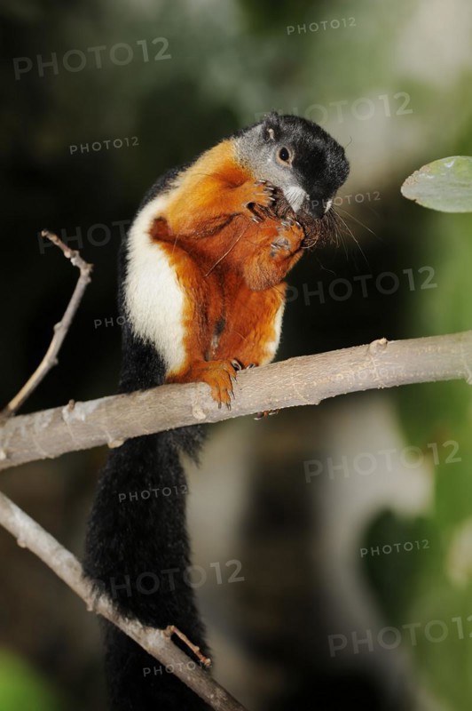 Prevost's squirrel or Prevost's squirrel (Callosciurus prevostii), captive, occurring in Southeast Asia