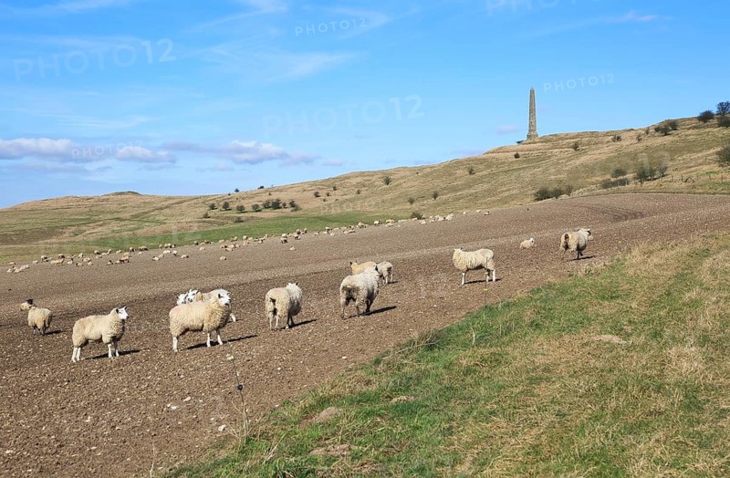 Sheep grazing near Lansdowne monument, Cherhill, Wiltshire, England, UK