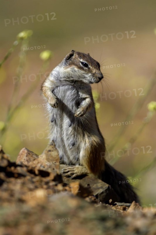 Barbary ground squirrel (Atlantoxerus getulus) or North African bristle squirrel, Fuerteventura, Canary Islands, Spain, Europe