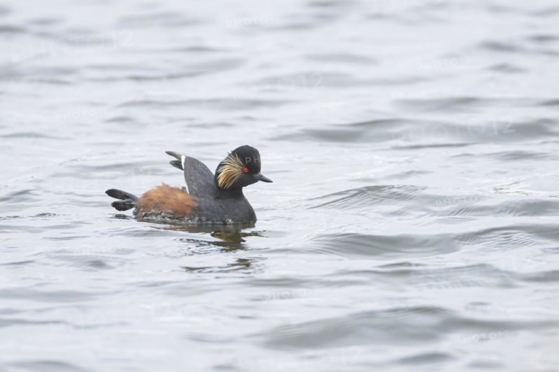 Black necked grebe (Podiceps nigricollis) adult bird in breeding plumage on a lake, Yorkshire, England, United Kingdom, Europe