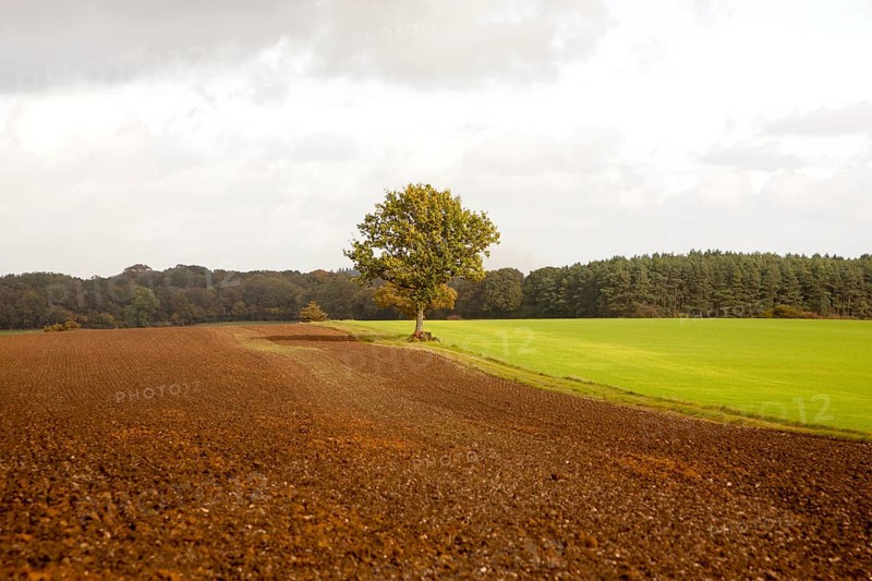 Landscape with fields and single oak tree standing alone, Chisbury, Wiltshire, England, UK