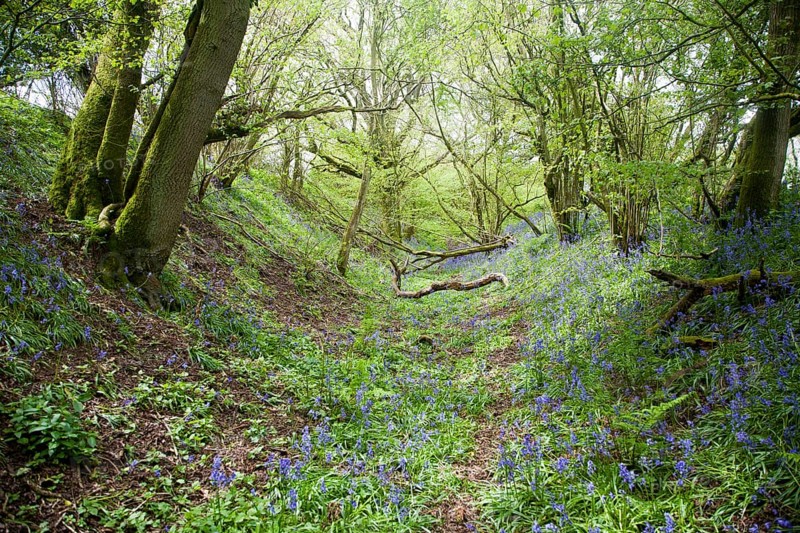 Ditch and embankment of the Wansdyke a Saxon defensive structure on All Cannings chalk downs near Tan Hill, Wiltshire, England, United Kingdom, Europe