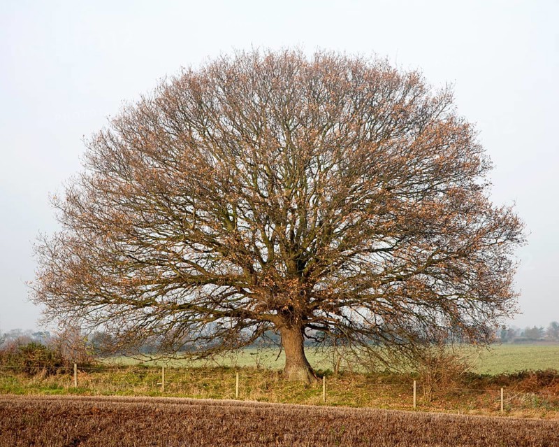 Round small oak tree with brown leaves in winter showing bare branches and trunk, Sutton, Suffolk, England, United Kingdom, Europe