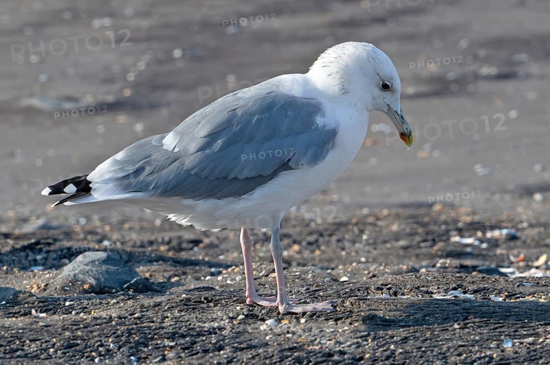 Caspian gull (Larus cachinnans) foraging along the North Sea coast in late summer, autumn