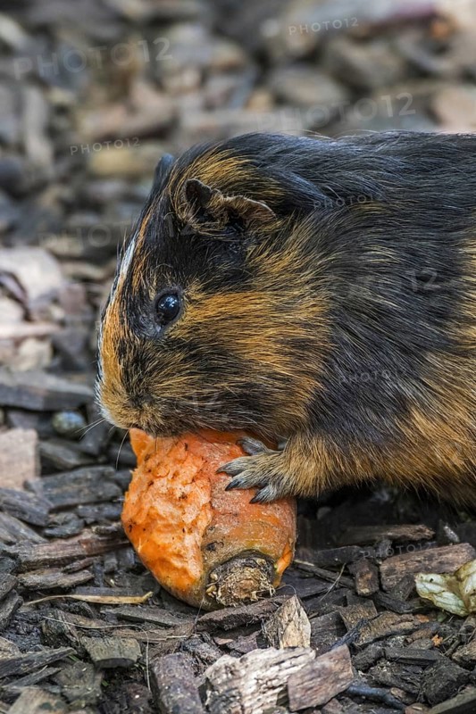 Domestic cavia, guinea pig eating carrot in children's farm, petting zoo