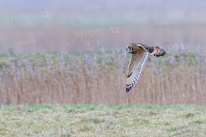 Short-eared owl (Asio flammeus) in flight, hunting for mice and voles in grassland along reed bed in winter