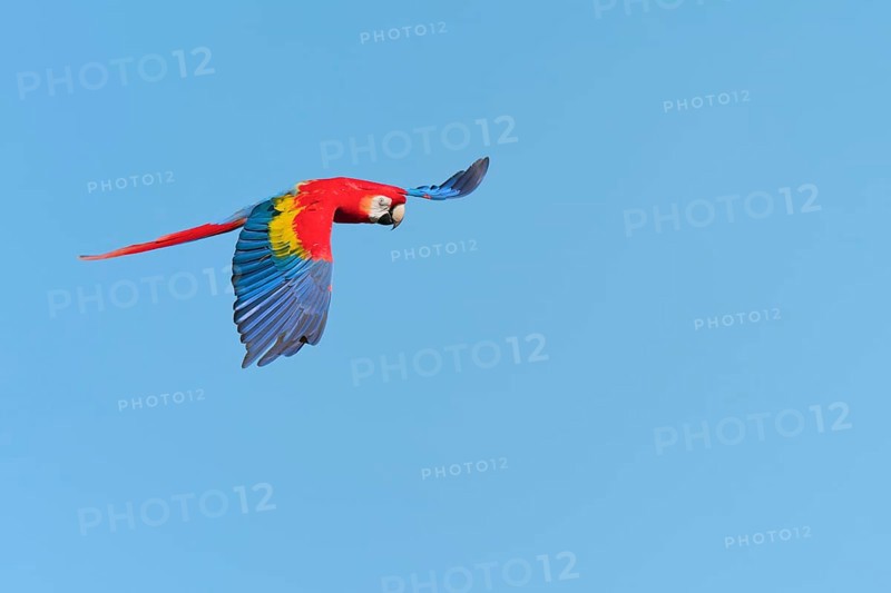 Scarlet Macaw (Ara macao) in flight, captive, Lower Saxony, Germany, Europe