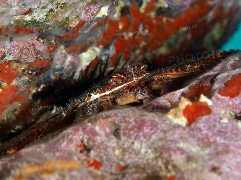 Nimble spray crab (Percnon gibbesi) hiding between rocky underwater structures. Dive site Maravilla, Las Galletas, Tenerife, Canary Islands, Spain, Europe