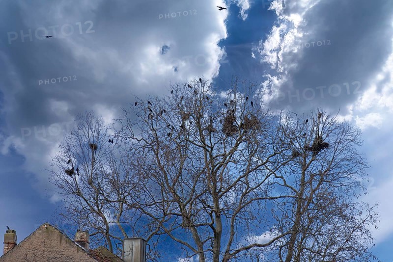 Carrion crows (Corvus corone) nesting in the crown of a plane tree (Platanus), Kitzingen, Lower Franconia, Bavaria, Germany, Europe