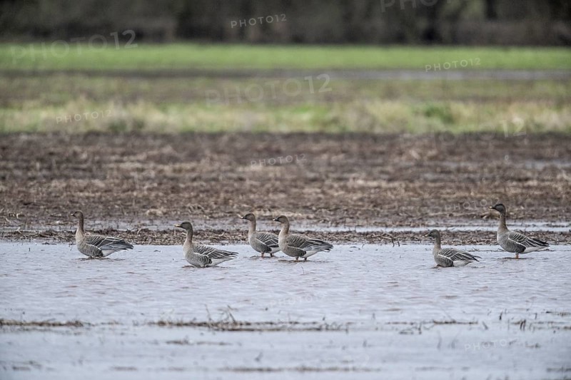 Bean Geese (Anser fabalis), Emsland, Lower Saxony, Germany, Europe