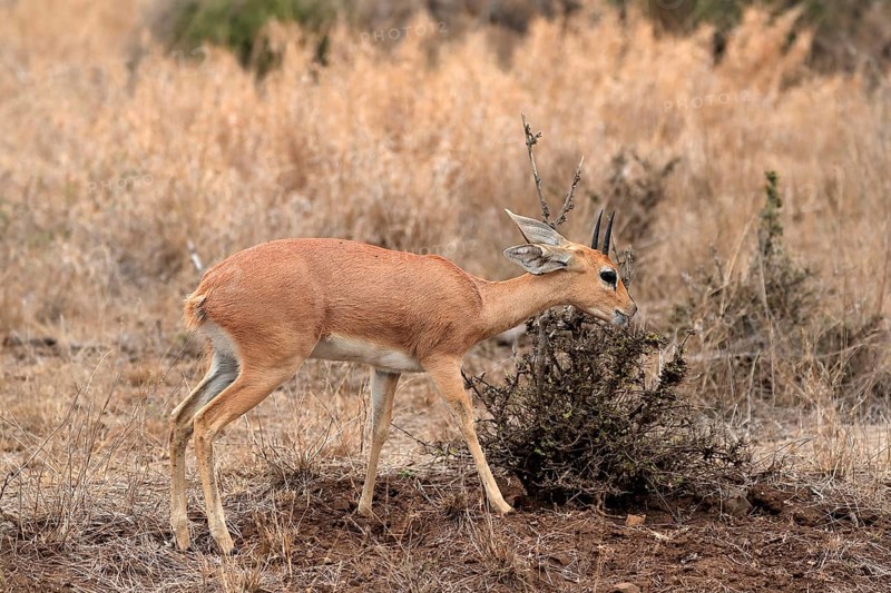 Steenbok (Raphicerus campestris), adult, male, feeding, vigilant, dwarf antelope, Kruger National Park, Kruger National Park, Kruger National Park South Africa