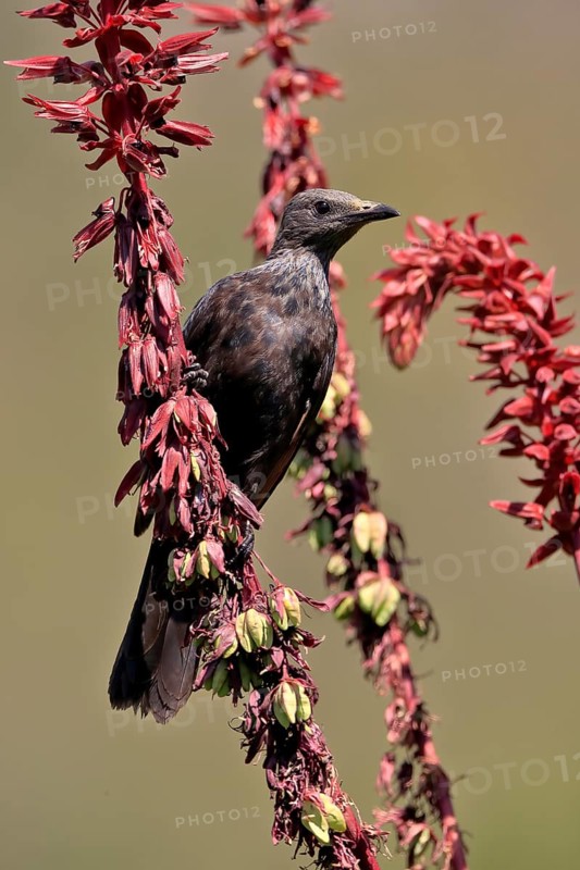 Red-winged Starling (Onychognathus morio), adult, female, foraging, on honeybush (Melianthus major), Kirstenbosch Botanic Gardens, Cape Town, South Africa, Africa