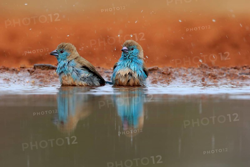 Angolan butterfly finch (Uraeginthus angolensis), blue-eared butterfly finch, adult, two birds, at the water, bathing, Kruger National Park, Kruger National Park, Krugerpark, South Africa, Africa