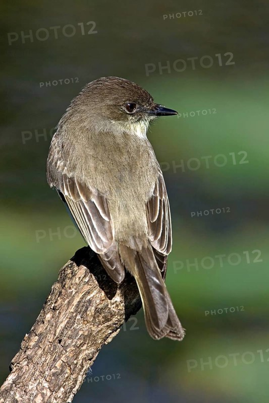 White-bellied Phoebe Flycatcher, Phoebe, Eastern Phoebe, (Sayornis phoebe), Anhinga Trail, Everglades NP, Florida, USA, North America