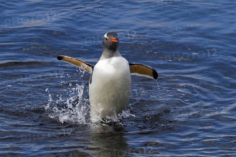Gentoo penguin (Pygoscelis papua), on Sounders Island, Falkland Islands, Antarctica, walks out of the water onto land, Falkland Islands, Antarctica, South America