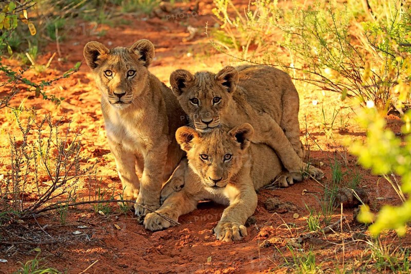 Lion (Panthera leo), three cubs, four months old, siblings, alert, curious, Tswalu Game Reserve, Kalahari, Northern Cape, South Africa, Africa
