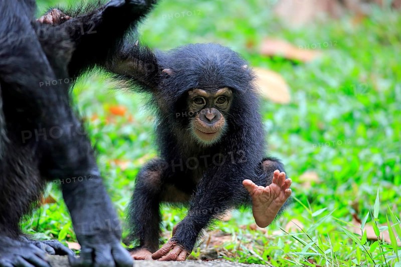 Chimpanzee (Pan troglodytes troglodytes), young animal