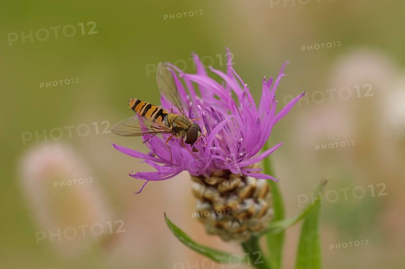 Wood hoverfly (Episyrphus balteatus), sits in a meadow knapweed, drinks nectar, Upper Franconia, Germany, Europe