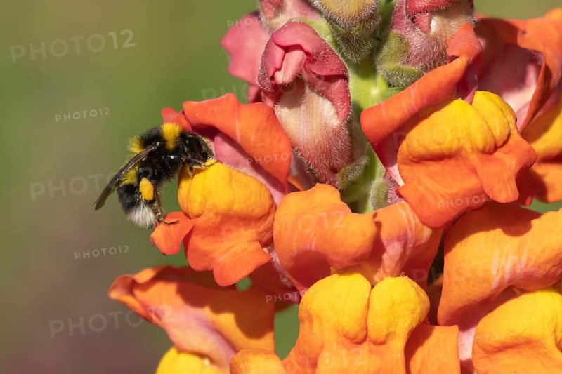 Buff tailed bumble bee (Bombus terrestris) adult insect feeding on a garden Snapdragon or Antirrhinum flower, Suffolk, England, United Kingdom, Europe
