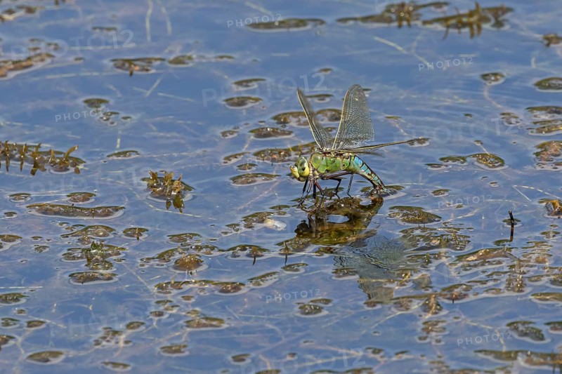 Emperor dragonfly (Anax imperator) adult female insect laying its eggs in the water of a pond, Suffolk, England, United Kingdom, Europe