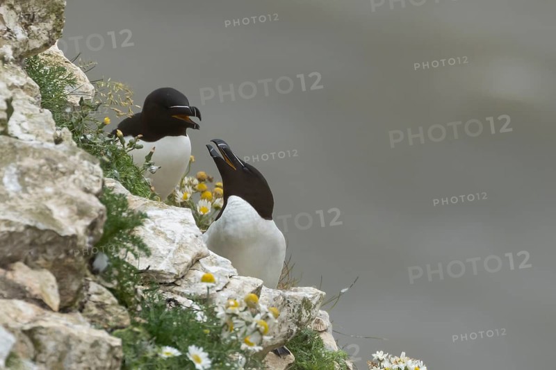 Razorbill (Alca torda) two adult birds arguing on a sea cliff ledge in the summer, Yorkshire, England, United Kingdom, Europe