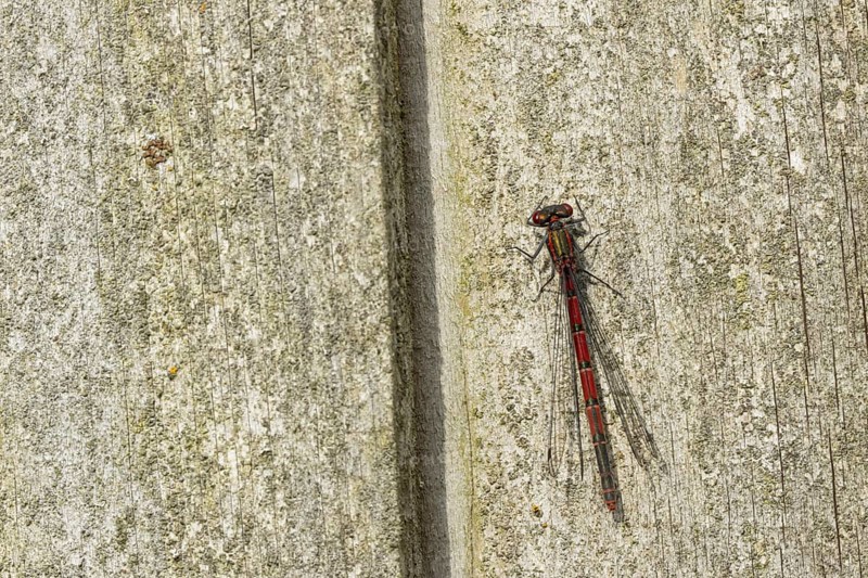 Large red damselfly (Pyrrhosoma nymphula) adult insect resting on a wooden garden fence, Suffolk, England, United Kingdom, Europe