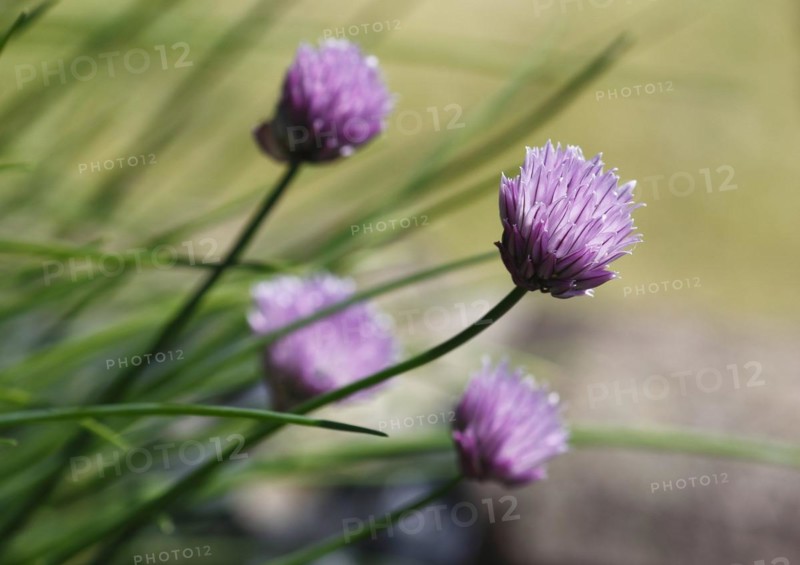 Chive (Allium schoenoprasum), in bloom, North Rhine-Westphalia, Germany, Europe