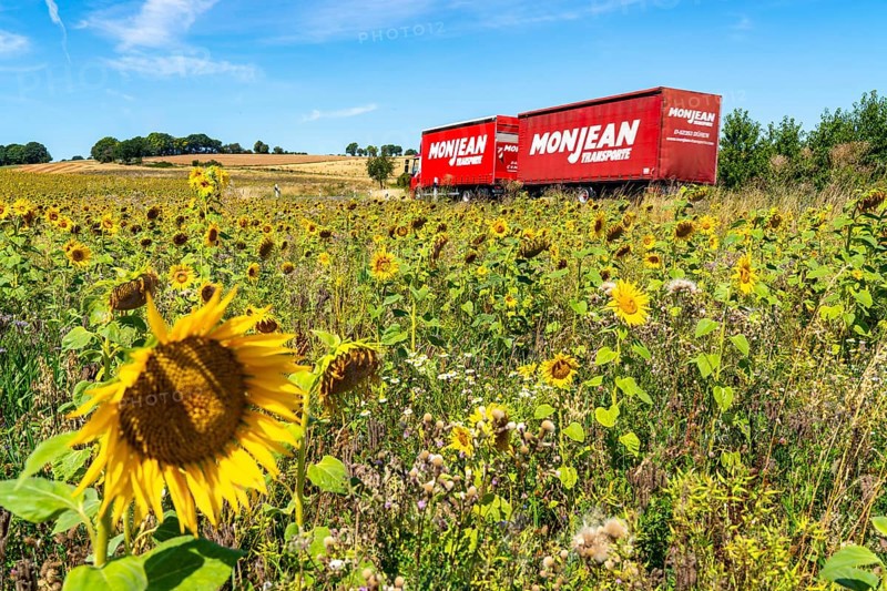 Country road, with lorry Sunflower field southeast of Nideggen, in the Rureifel, North Rhine-Westphalia, Germany, Europe
