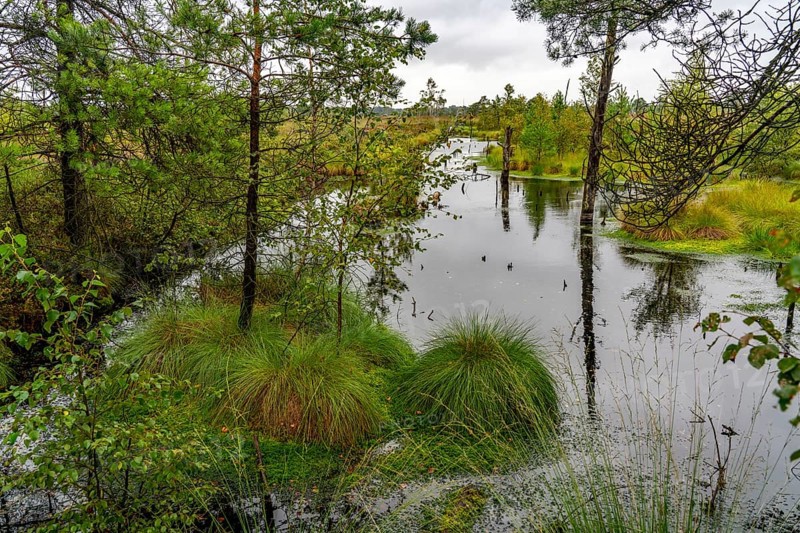 The Pietzmoor, raised bog in the Lüneburg Heath nature reserve, near Schneverdingen, Lower Saxony, Germany, Europe
