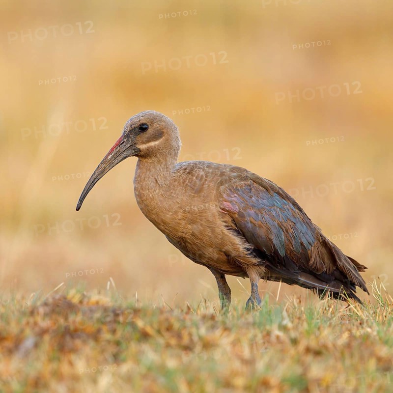 Hagedash, Hadada Ibis, (Bostrychia hagedash), Ibis, Wakkerstrom surroundings, Wakkerstrom, Mpumalanga, South Africa, Africa