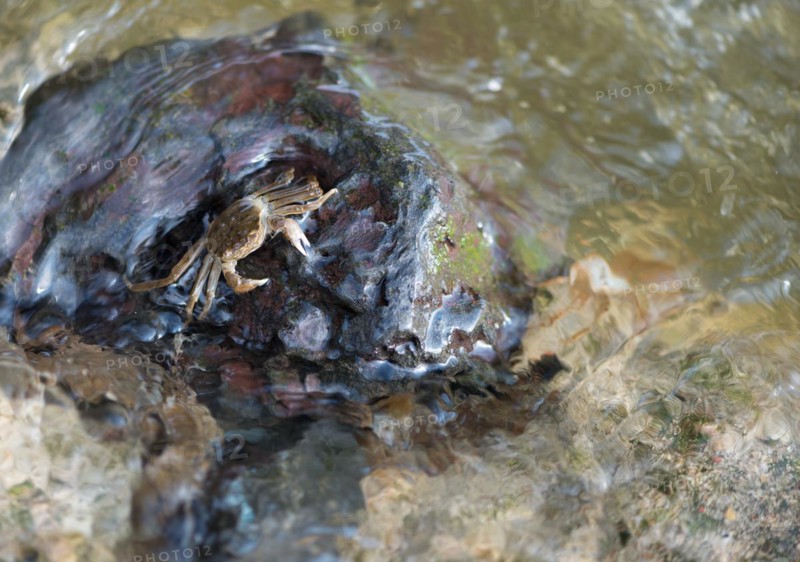 Chinese mitten crab (Eriocheir sinensis), invasive species, neozoon, crabs, juvenile, clings to a rock on its migration upstream, fast flowing, moving water washes around stones, rapids, river, water body, barrage of the Elbe in Geesthacht, Lower Saxony, Schleswig-Holstein, Germany, Europe