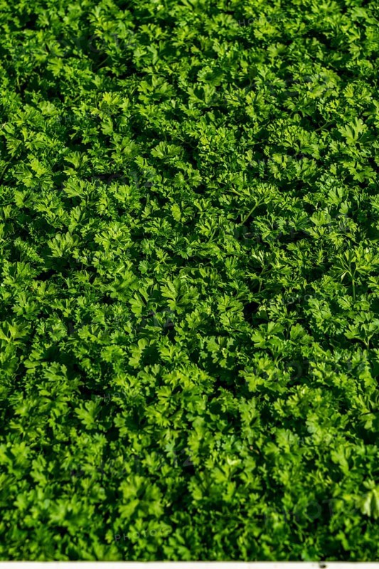 Agriculture, herb gardening, parsley plants, in a field, with a planting machine, in rows, planted, young plants in boxes