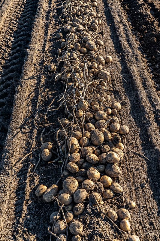 Potato harvest, Melodie variety, so-called split harvesting method, first the tubers are taken out of the ground with a row planter, then, after a short drying phase, collected and loaded with a bunker harvester, North Rhine-Westphalia, Germany, Europe