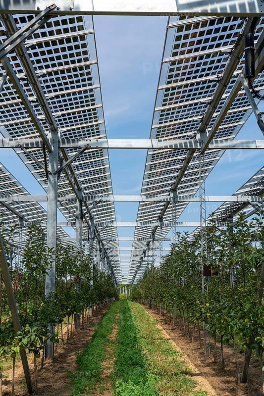 Agri-photovoltaic test plant, an apple orchard with two different systems of PV modules was roofed over 3000 square metres, rain and sunlight comes through, at the same time protection against hail and heavy rain, next to it are the same trees but without a solar roof, as a comparison object, how the PV roof affects the trees and harvest, the field test is accompanied by the Fraunhofer Institute for Solar Energy Systems ISE, in Grafschaft-Gelsdorf, Rhineland-Palatinate, Germany, Europe