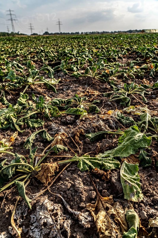 Field with withered plants, sugar beet that did not survive the long drought, low rainfall summer season, near Minden, North Rhine-Westphalia, Germany, Europe